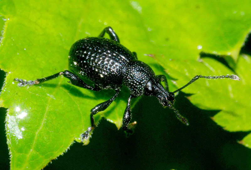 Curculionidae: Otiorhynchus (Prilisvanus) gemmatus